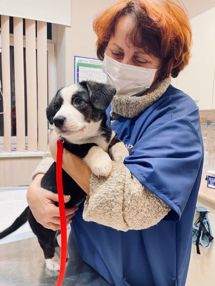 Kalnbērzs veterinārārste maigi tur kucēnu klīnikā